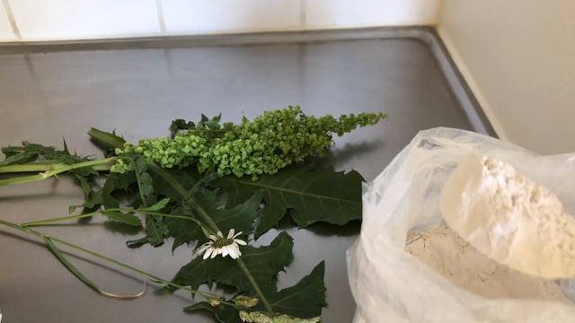 Imprints of Plants/ Plaster/Tutorial/Отпечатки растений/ Мастер-класс/ ПОЛЕВЫЕ ТРАВЫ