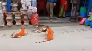 Испуг собаки