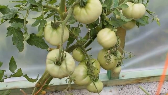 Ранние сорта томатов - стабильные урожаи. Конец июля 2018. Латвия.