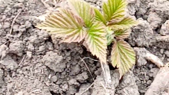 подкормка малины азотным удобрением весной