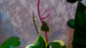 Хойя Kerrii variegata, Kerrii Spot Leaf, Kerrii, Kerrii albomarginata