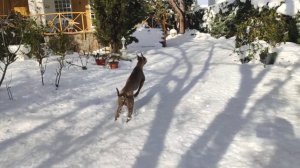 Weimaraner Snow 2