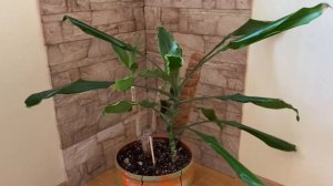 Обзор коллекции растений |растения и горшки в интерьере