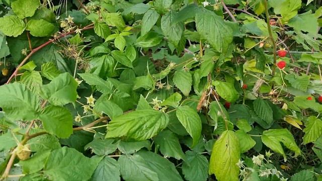 Ремонтантная малина , сорта Зюгана, Карамелька, Самохвал, Полька. Челябинск смотреть онлайн