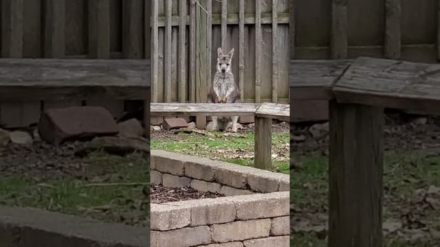 wallaby #shorts #animals