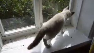 сумасшедший  котенок