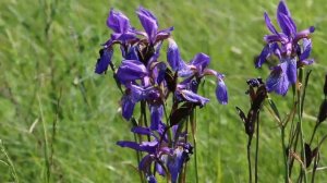 Касатик (Ирис) Сибирский Iris sibirica