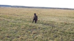 Шетлендский пони Базальт