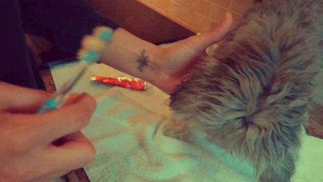 TOY MALTIPOO PUPPY TEETH BRUSHING, PET HYGIENE TIPS HD | The Real Keshia смотреть онлайн