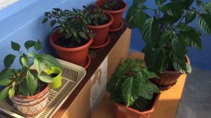 Выращивание острого перца(Carolina Reaper) #5