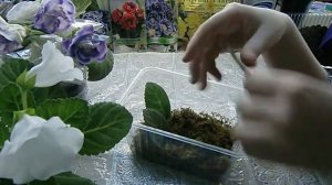 Укоренение глоксиний во мхе - сфагнуме !
