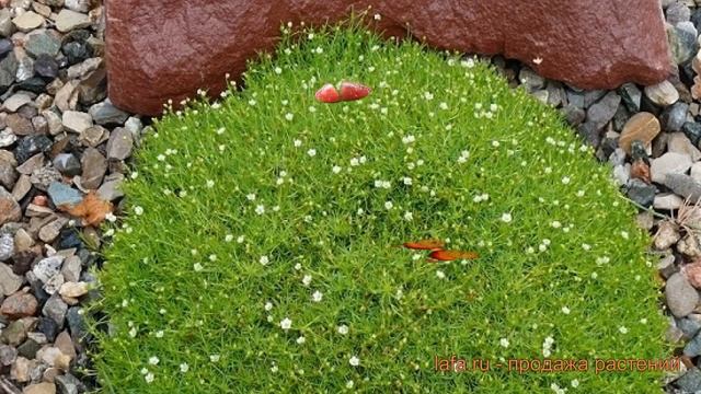 Мшанка шиловидная Грим Мосс ? обзор: как сажать, саженцы мшанки Грим Мосс смотреть онлайн