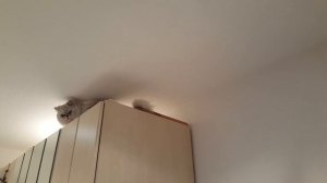 #Кот отравился что делать #mingusik на шкафу.