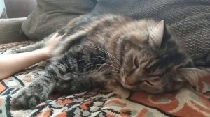 Разговоры норвежской лесной кошки