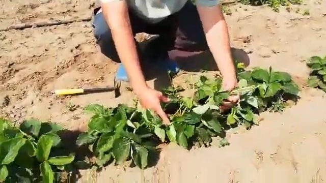 Выращиваем рассаду клубники. Фриго клубники. Сорта Азия, Кимберли. Рассада клубники. смотреть онлайн