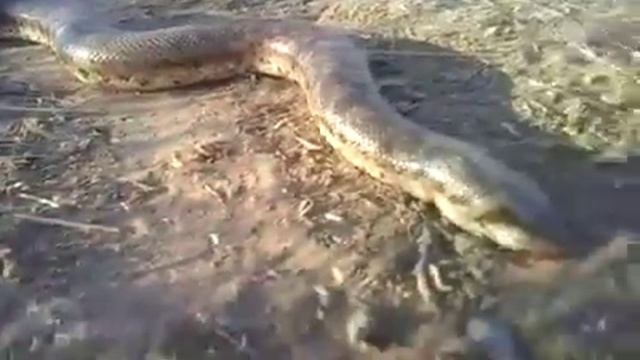 Карликовый удав смотреть онлайн