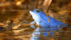 4K HDR 60fps Dolby Vision МИР ЖИВОТНЫХ