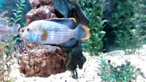 виды цихлид, крупные красивые аквариумные рыбы, Акара бирюзовая Aequidens rivulatus