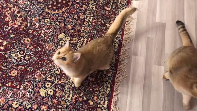 ✨🤩😺КОШКА ЗОЛОТАЯ ШИНШИЛЛА,БЕЗЗАБОТНОЕ ДЕТСТВО.GOLDEN KITTENS🥰😻🙀👀