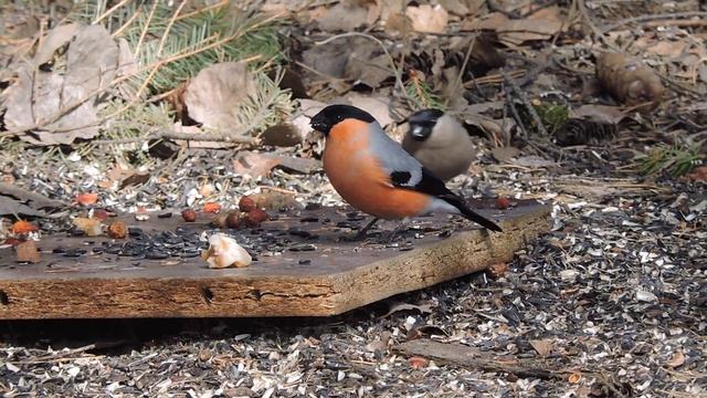 "Снегири прилетают парами." смотреть онлайн