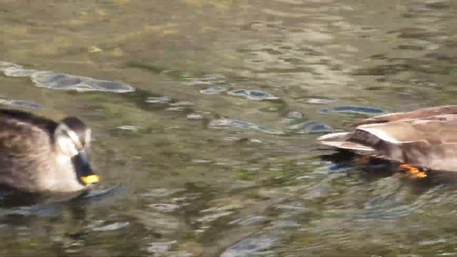 Canon PowerShot SX530HS | たまにはコンデジも良いよ! смотреть онлайн