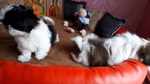 ЩЕНКИ ШИТЦУ.ПРОДАЖА.11 ДЕКАБРЯ 2020ГОД.