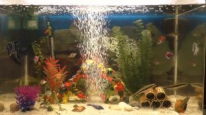 Аквариум с рыбками, релакс с музыкой
