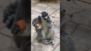 Family of ring-tailed lemurs at breakfast in the zoo Russia / Семейство кошачьих лемуров на завтрак