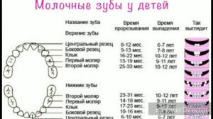 Что такое молочные зубы сроки прорезывания молочных зубов. Стоматология.