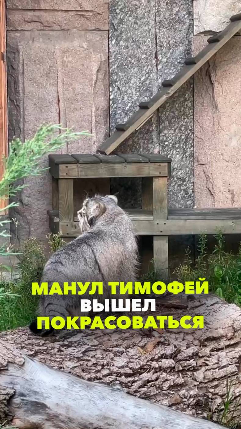 Манул Тимофей демонстрирует, что ничто кошачье ему не чуждо