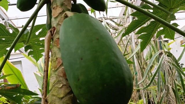 бананы и папайя в зимнее время смотреть онлайн