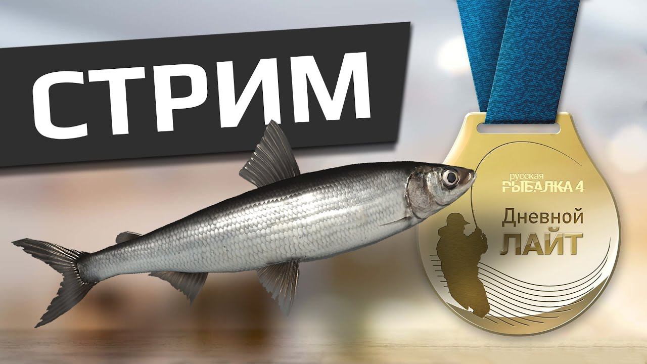 РУССКАЯ РЫБАЛКА 4 - Дневной лайт / Ряпушка 200-400гр на Куори смотреть онлайн