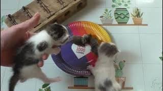 Мышеловка и новое поколение котят, будущие истребители мышей. Мыши всё размножаются и попадаются.