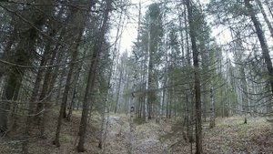 За рябчиком!