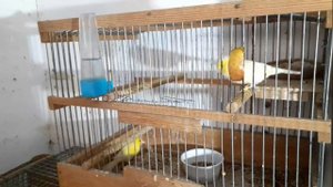 Разведение канареек НАЧАЛИ ВЫЛУПЛЯТЬСЯ ПТЕНЦЫ