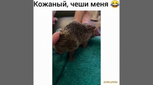 Кожаный, чеши меня