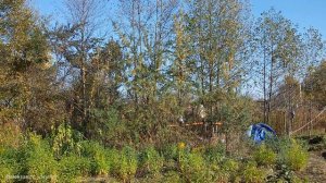 Как чистить облепиху