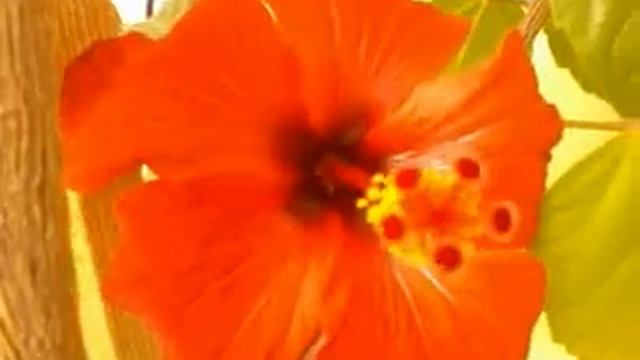 Необыкновенная красота гибискусов смотреть онлайн