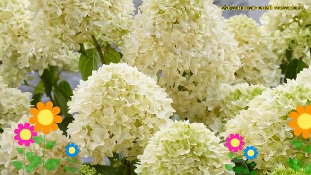 Гортензия метельчатая Скайфалл. Краткий обзор, описание характеристик hydrangea paniculata Skyfall смотреть онлайн