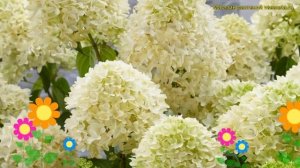 Гортензия метельчатая Скайфалл. Краткий обзор, описание характеристик hydrangea paniculata Skyfall