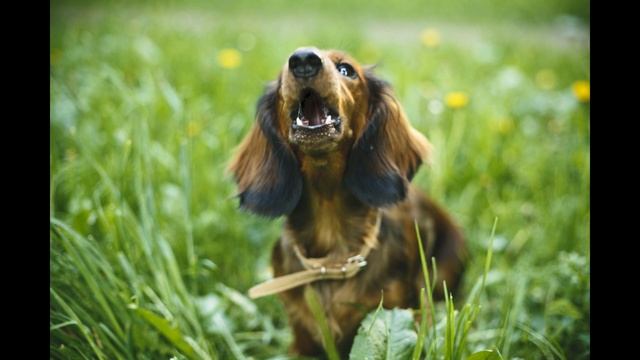 СОБАКА-ДРУГ ЧЕЛОВЕКА 18+ смотреть онлайн