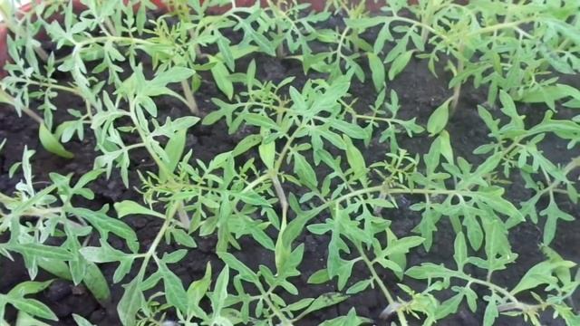 РЕДКИЕ СОРТА ТОМАТОВ. ГОЛУБЫЕ ЕЛИ. Обзор Ольги Черновой. смотреть онлайн