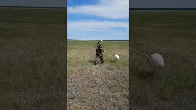 Мониторинг саранчовых вредителей