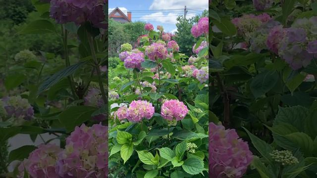#садгортензий #гортензия #hydrangea #hortensia #hydrangeaflower #flower #garden #сад #macrophylla