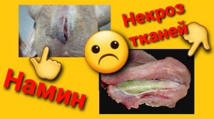 НАМИН И ЗЕЛЕНОЕ МЯСО У БРОЙЛЕРА. Почему? Что делать? (миопатия или некроз тканей)