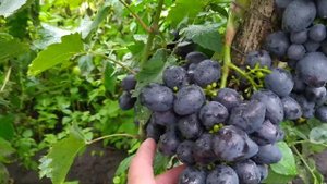 Виноград Краса Балок 2021г.