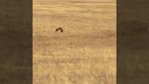 Охота с беркутом на волка