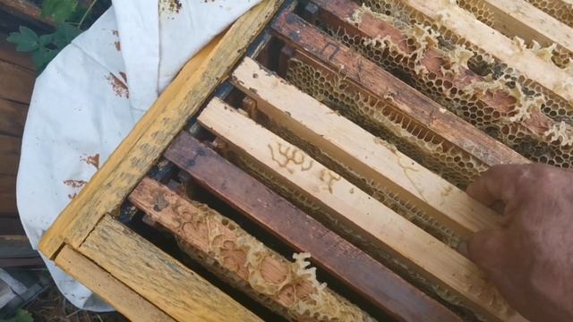 Как сохранить перговые рамки до весны смотреть онлайн