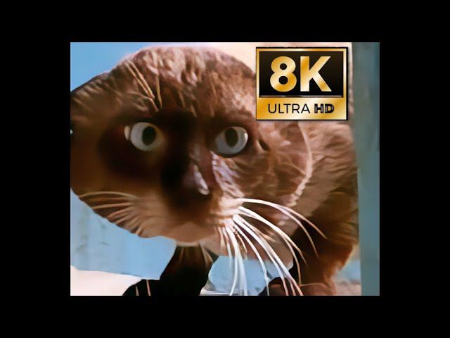 Ну очень странный кот! (8K)