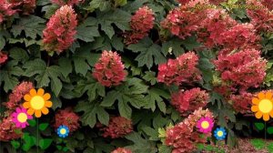 Гортензия дуболистная. Краткий обзор, описание характеристик hydrangea quercifolia ruby slipper